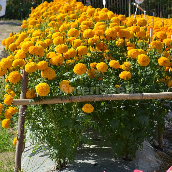 【未開封】偽りのマリィゴールド = false marigold. 1 偽りのマリィゴールド 2」サスケ [MFC キューンシリーズ