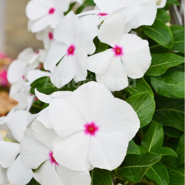 Polka Dot Vinca