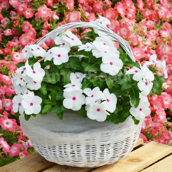 Polka Dot Vinca
