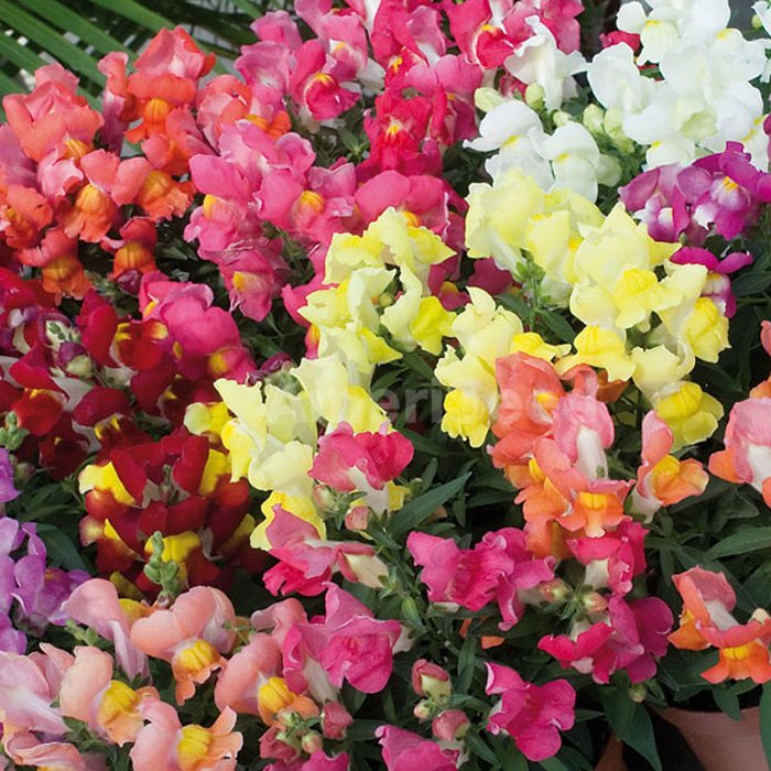 Snapdragon Snapshot Autumn Mix