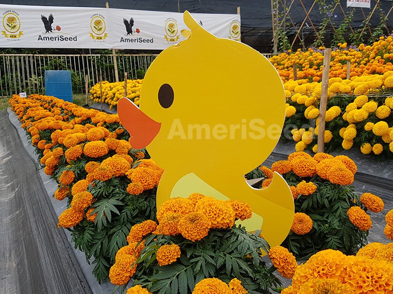 Tagetes-erecta-Little-Ducks-1