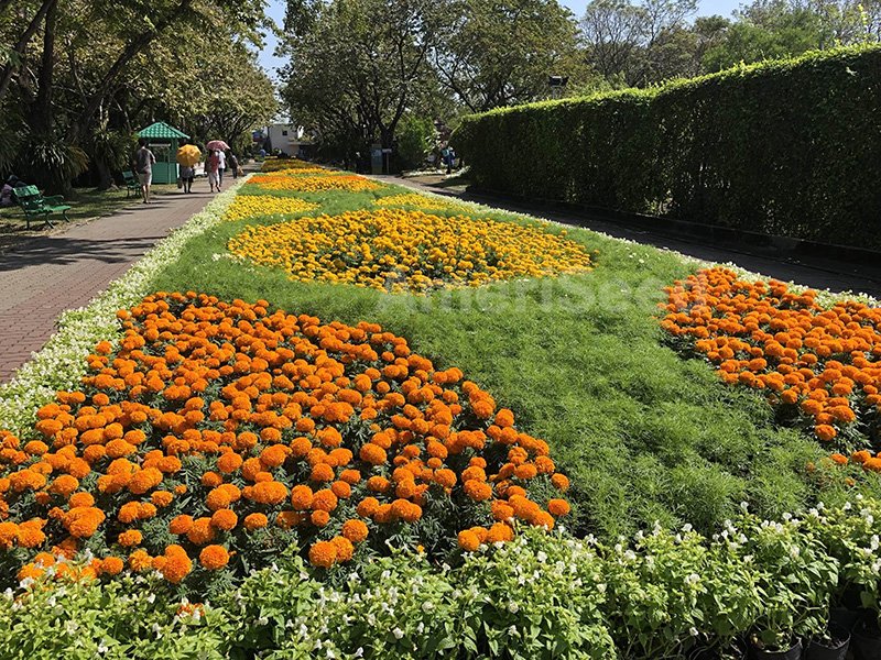 Tagetes-erecta-Little-Ducks-2