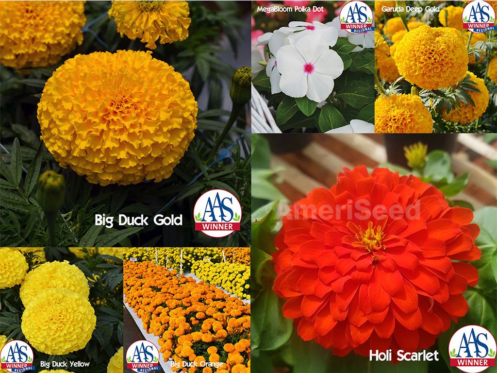 The-AmeriSeed-2019-AAS-winners