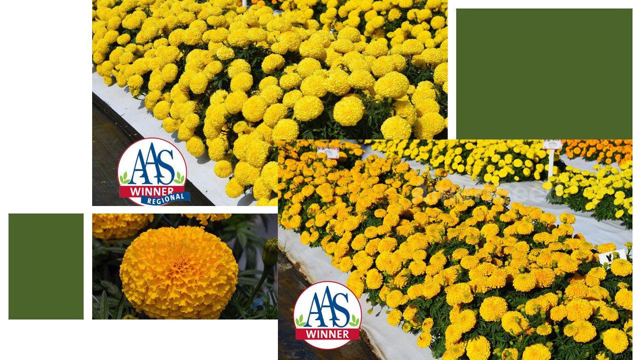 The-Top-5-AmeriSeed-Flowers-to-sow-this-Spring-for-Beautiful-Summer-Long-Blooms.10