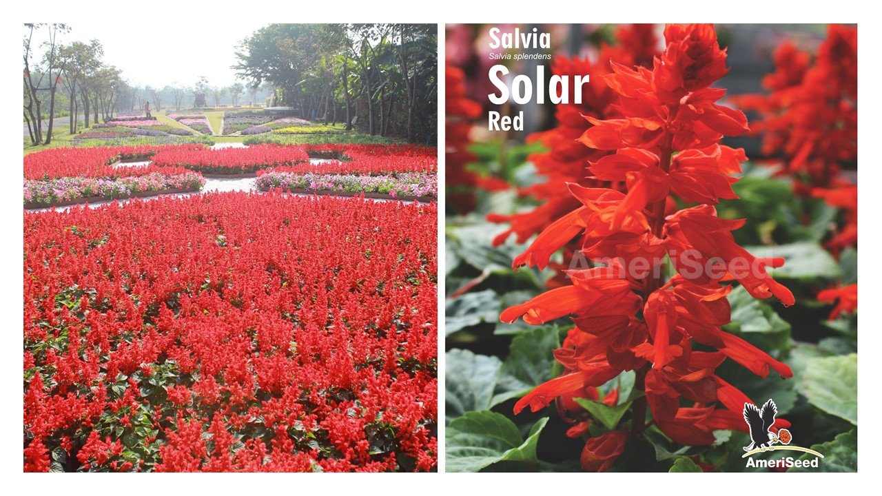 The-Top-5-AmeriSeed-Flowers-to-sow-this-Spring-for-Beautiful-Summer-Long-Blooms.11