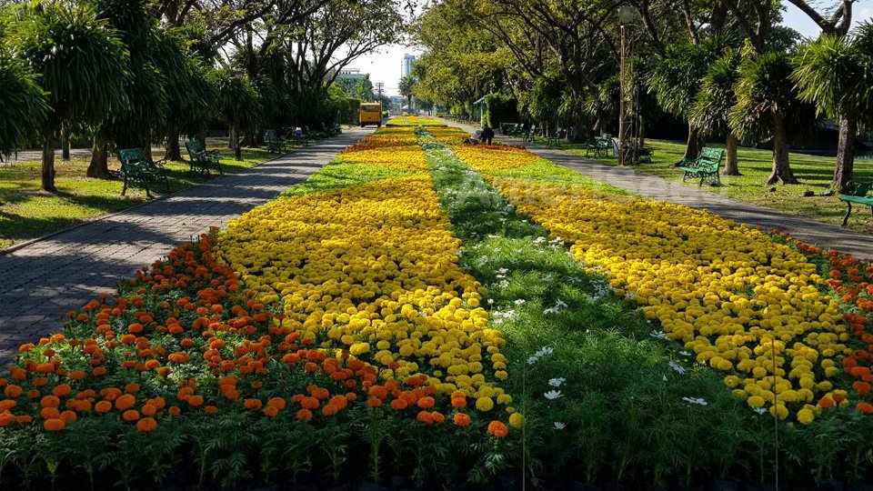 The-Top-5-AmeriSeed-Flowers-to-sow-this-Spring-for-Beautiful-Summer-Long-Blooms.2-1-1