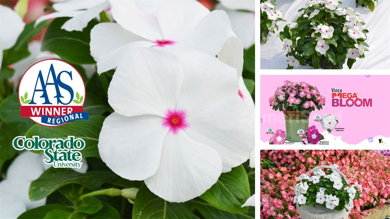 The-Top-5-AmeriSeed-Flowers-to-sow-this-Spring-for-Beautiful-Summer-Long-Blooms.5