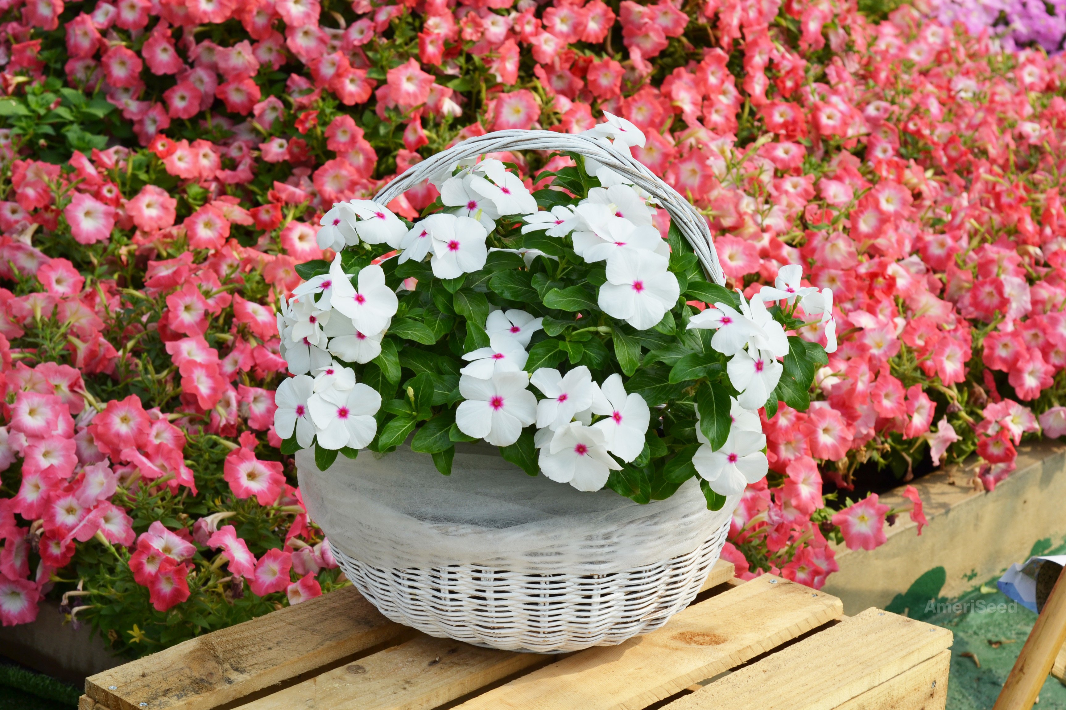 The-Top-5-AmeriSeed-Flowers-to-sow-this-Spring-for-Beautiful-Summer-Long-Blooms.6