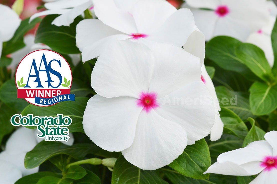 The-Top-5-AmeriSeed-Flowers-to-sow-this-Spring-for-Beautiful-Summer-Long-Blooms.7