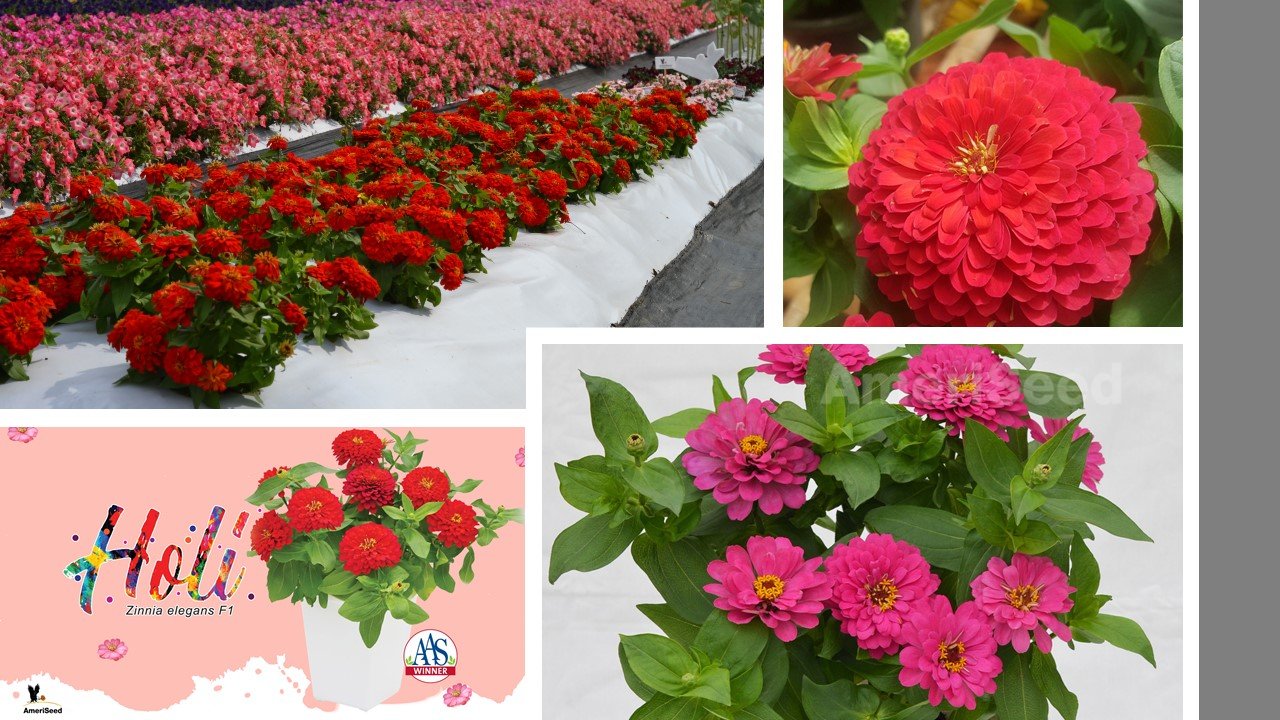 The-Top-5-AmeriSeed-Flowers-to-sow-this-Spring-for-Beautiful-Summer-Long-Blooms.9