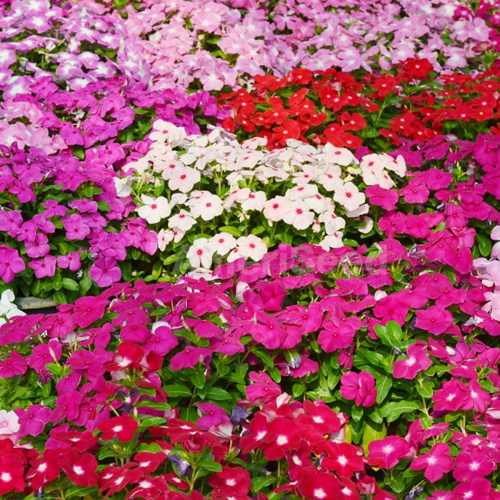Vinca Mega Bloom Mix AmeriSeed