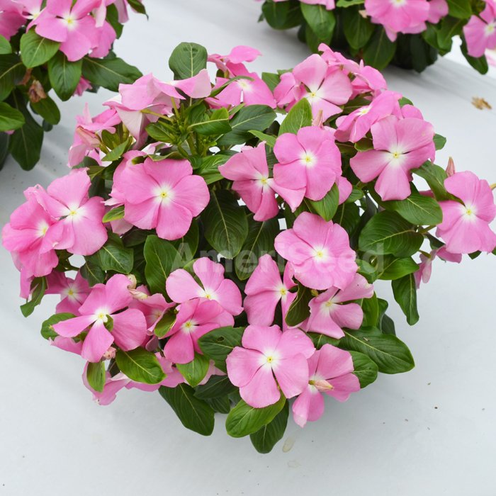 Vinca Mega Bloom Pink AmeriSeed