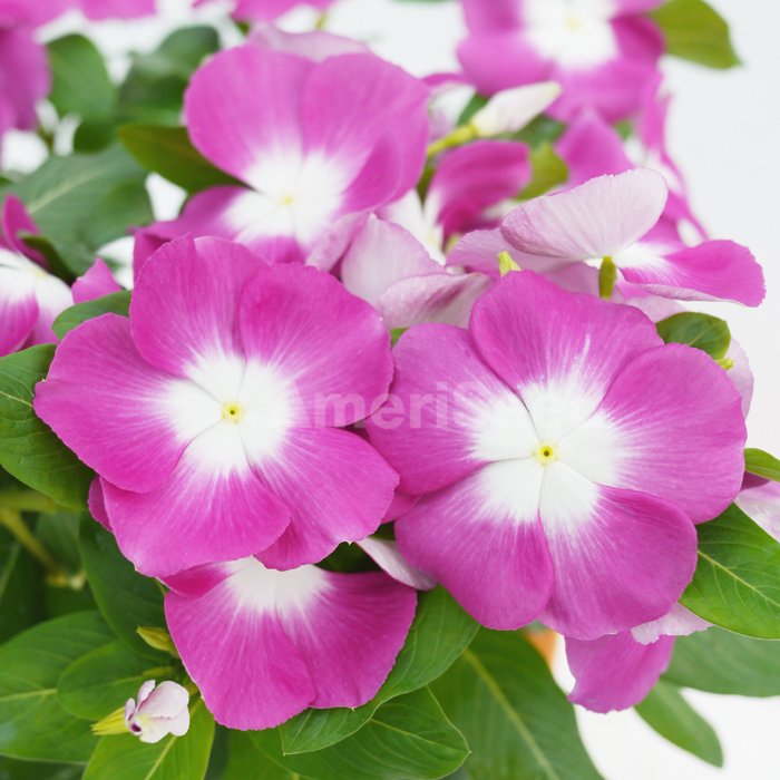 vinca-mega-bloom-orchid-halo-ameriseed