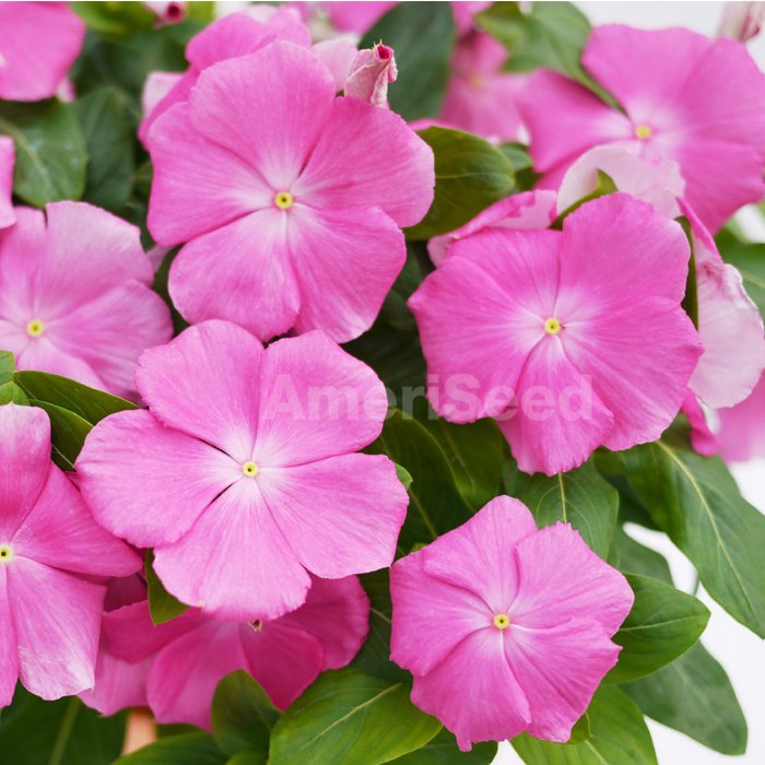 Vinca Mega Bloom Peach Pink AmeriSeed