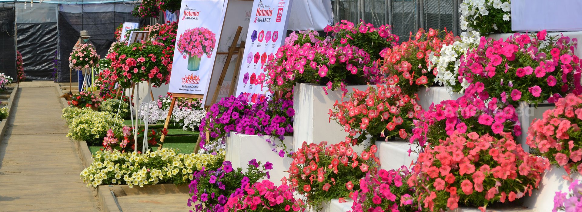 petunia-mix American Marigold