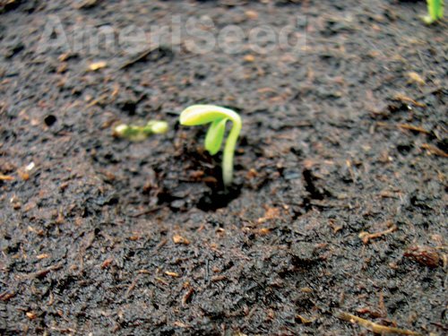 zin-stage1_1