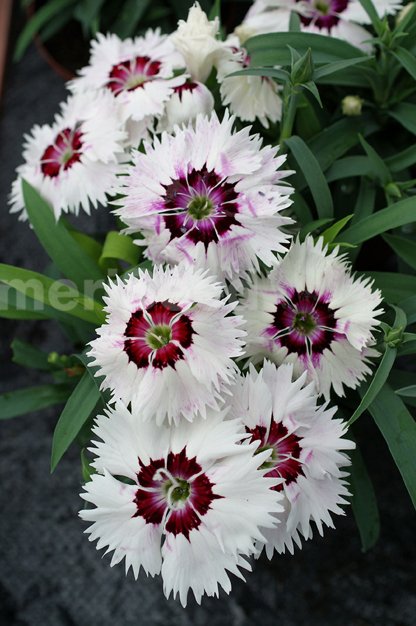 B-loving-white-blushing-whi