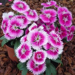 Dianthus Chiba  AmeriSeed