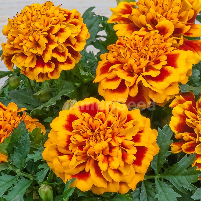 french-marigold-2