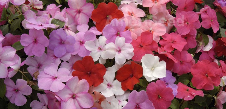 full-balance-formula-mixtur