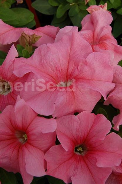 peach-light-salmon-5