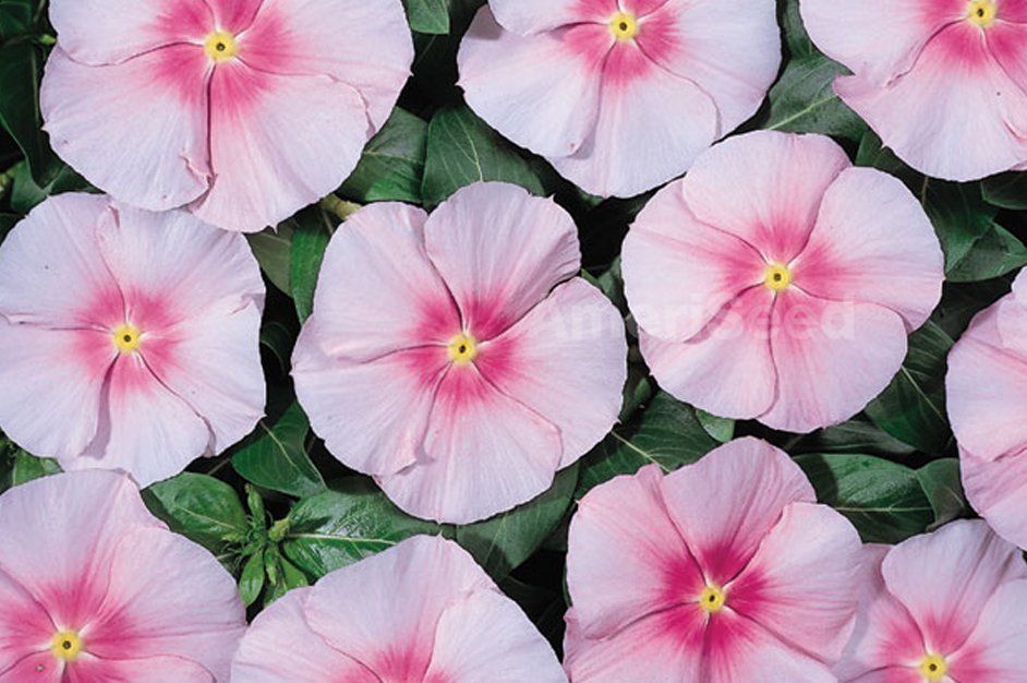 pink-11