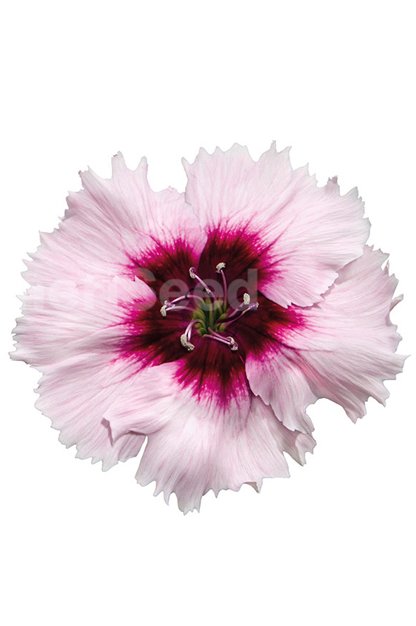 purple-centred-white-1