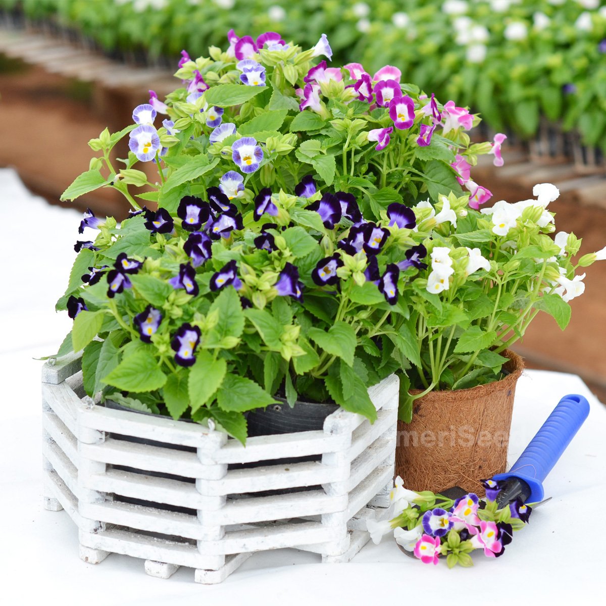 Torenia-Vertigo-F1
