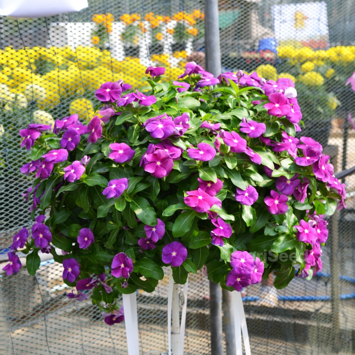 Vinca-Mega-Flow-F1