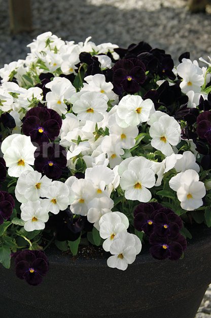 black-and-white-introductio