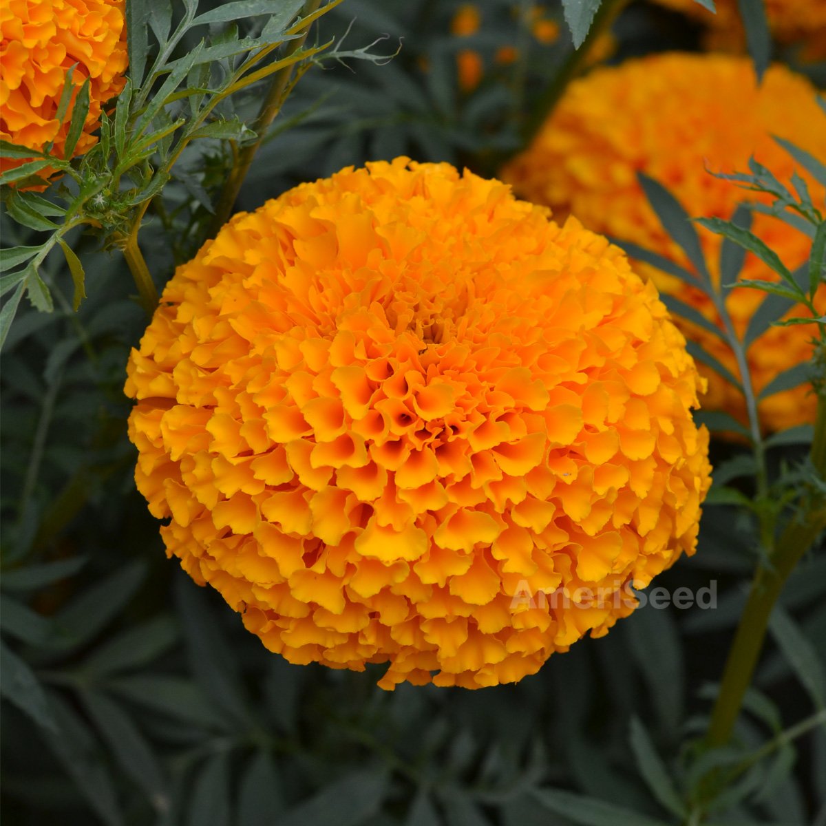 Marigold Giant Ducks F1 Orange