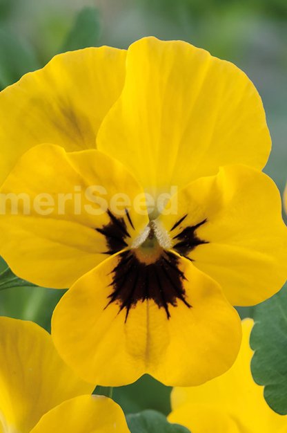 yellow-with-blotch-9